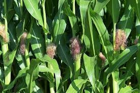 corn growning on stalk